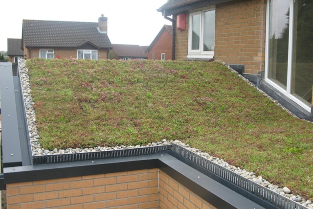 Single storey extension at Bradley Stoke. Detail of sedum roof Single storey extension at Bradley Stoke. Detail of sedum roof